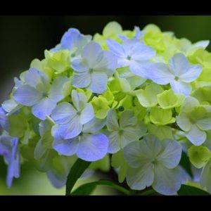 Meet your Posher, Desmond